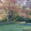 Dumbarton Oaks